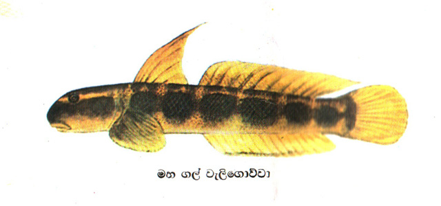 Sicyopterus lagocephalus (Sauvage - Indonésie) - Aquaplante